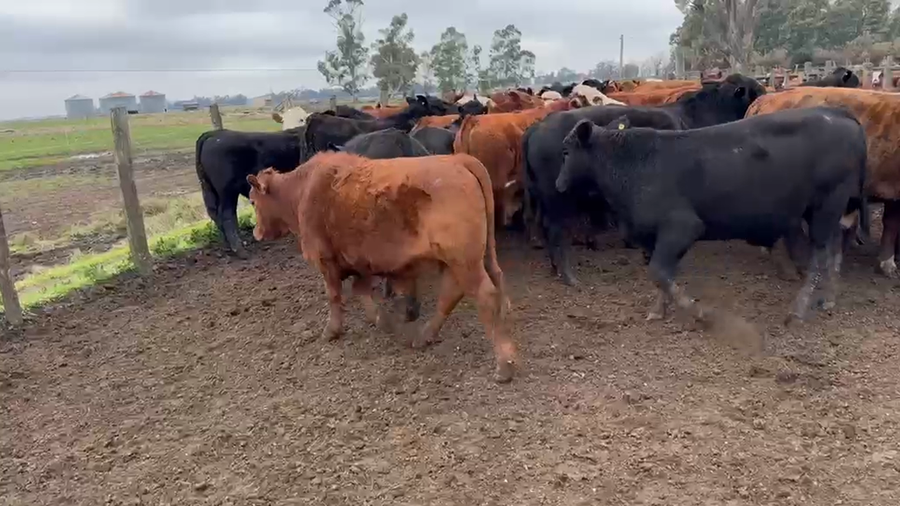 Lote 65 Novillitos