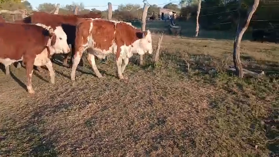 Lote 21 Novillitos en Corrientes, Curuzú-Cuatiá