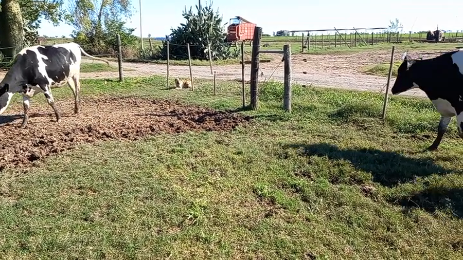 Lote Vaquillonas Preñadas - Don Silvano