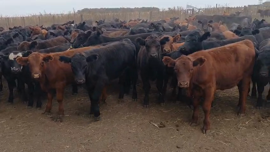 Lote 65 Terneros en Chillar