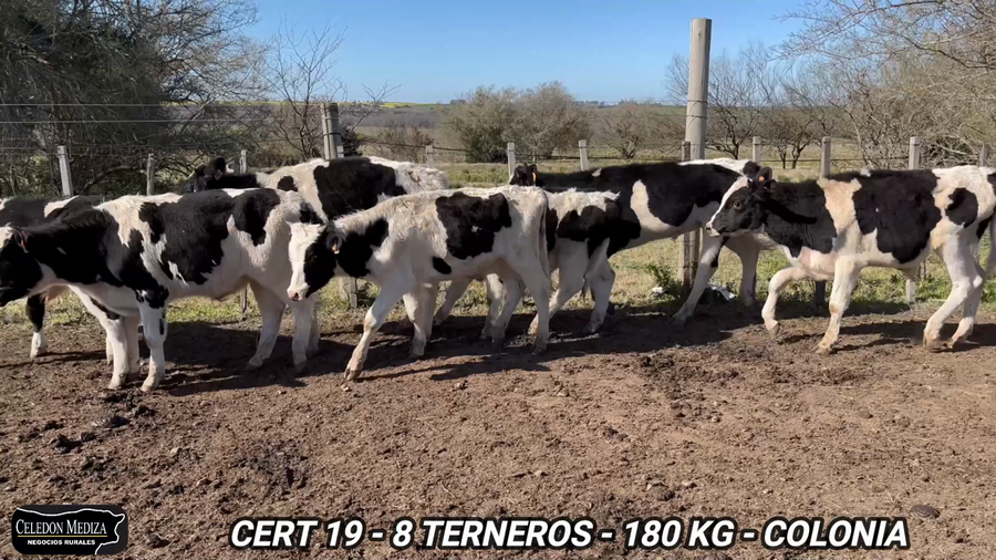 Lote 8 Terneros en Colonia