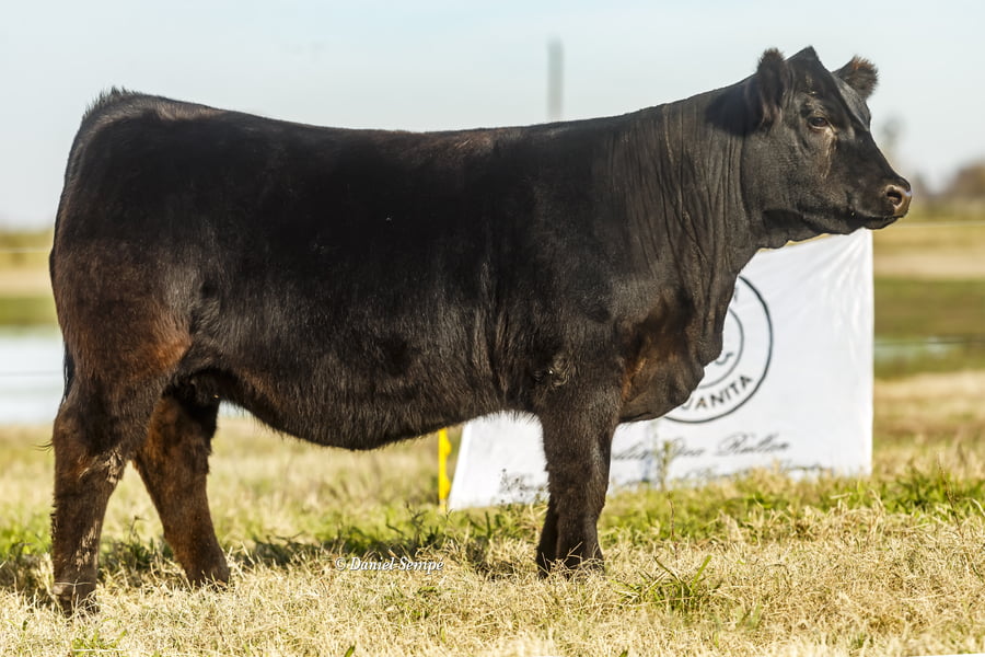 Lote Vaquillonas y Terneras La Juanita