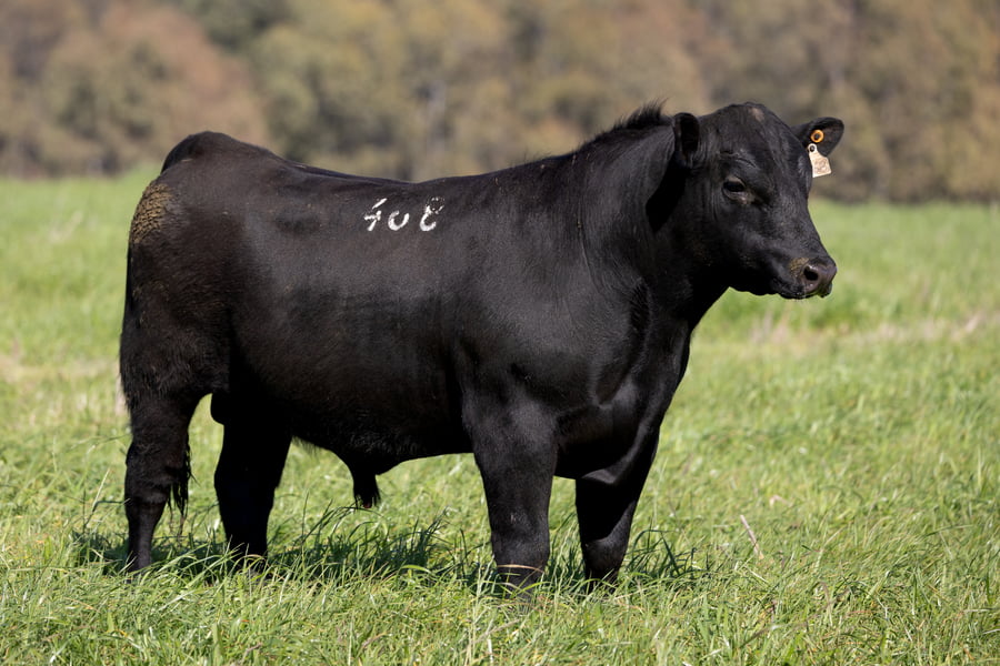 Lote 38