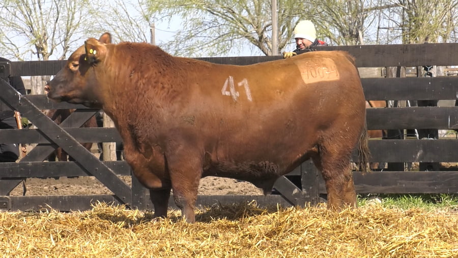 Lote TOROS ANGUS PURO CONTROLADO