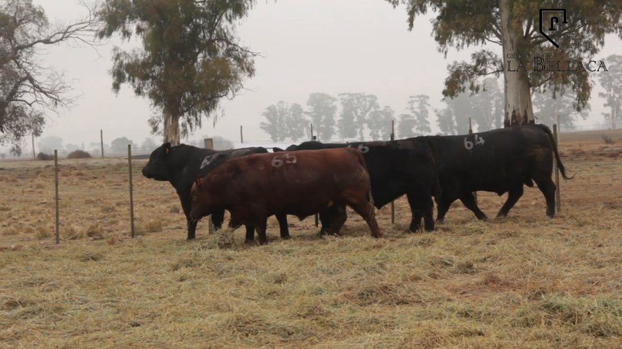 Lote TOROS PUROS CONTROLADOS