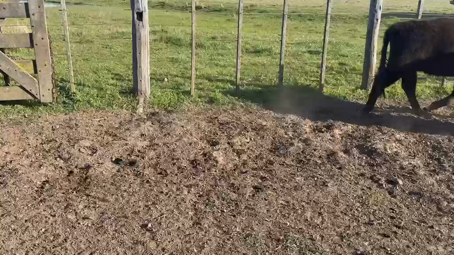 Lote 155 Terneras en Buenos Aires, Dolores