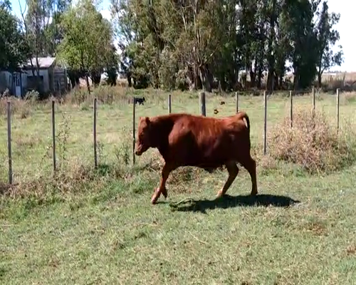 Lote 26 Terneros en Buenos Aires, Olavarría