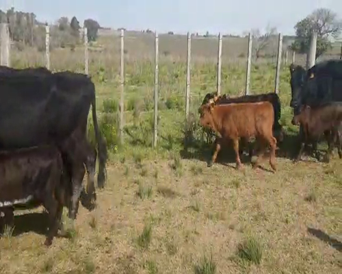 Lote 14 Piezas de cría ANGUS a remate en Pantalla Aniversario 320kg - , San José