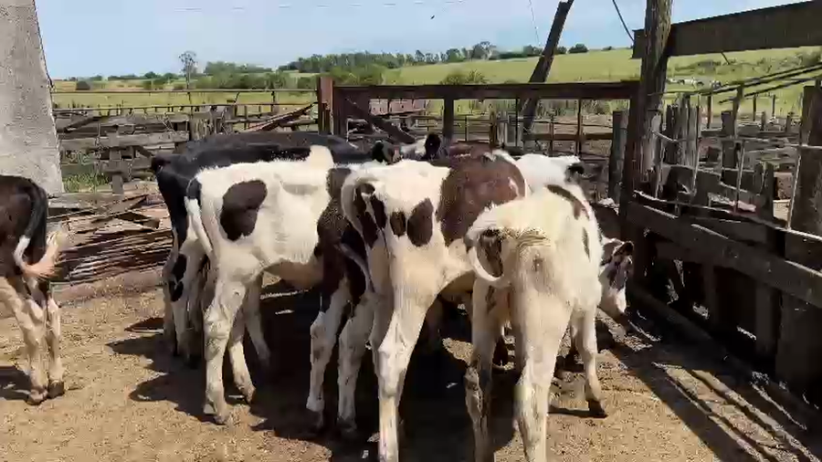 Lote 11 Terneros Holando a remate en Pantalla Camy en Pachina