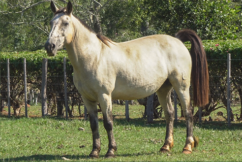 Lote GUARANI ENGAÑADA