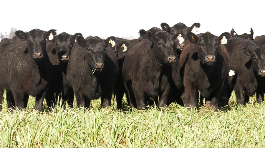 Lote VAQ. ANGUS NEGRAS  MAS C/GTÍA DE PREÑEZ