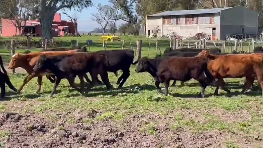 Lote 60 Terneros