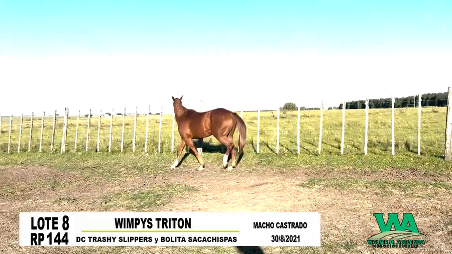 Lote WIMPYS TRITON