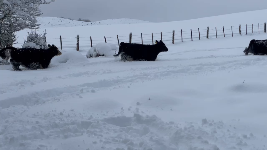 Lote 20 Ternera en Coyhaique, XI Región Aysén