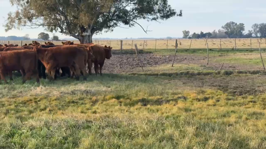 Lote 30 Terneras