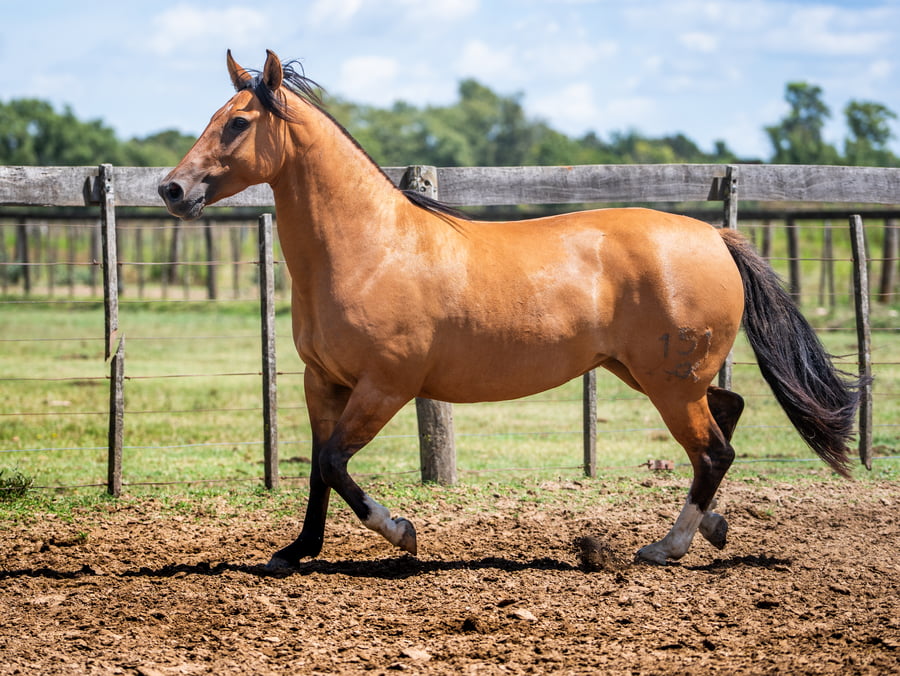 Lote DEL SIETE ATROPELLADA