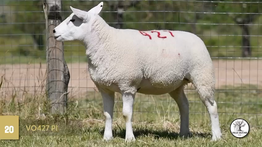 Lote Borregas a remate en Texel Don Amilcar y Villa Olivar, Canelones