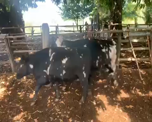 Lote 80 Vaca Preñada en Mulchén, VIII Región Biobío