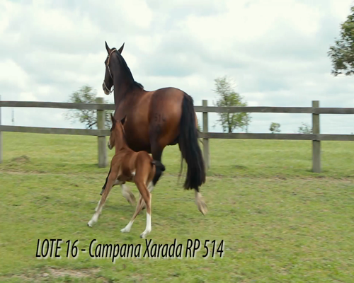 Lote CAMPANA XARADA
