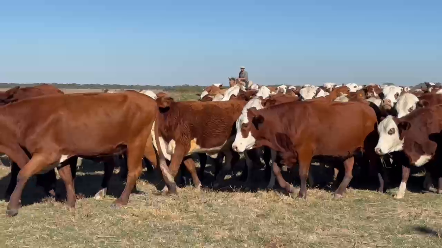 Lote 105 Vaquillonas C/ gtia de preñez en Corrientes, Bella Vista
