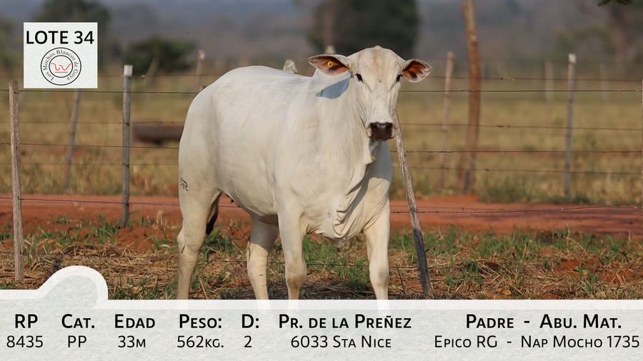 Lote LOTE 34