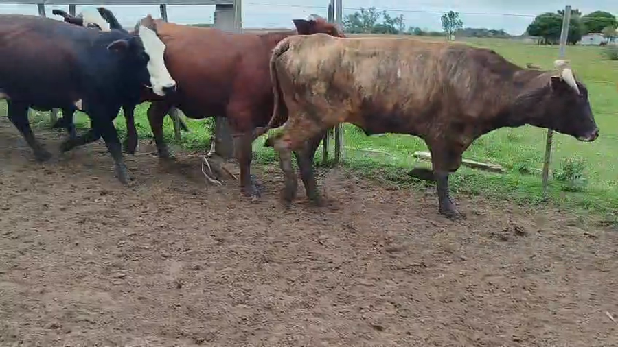 Lote 35 Vaquillonas preñadas