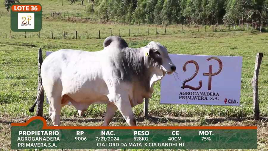 Lote 2P PRIMAVERA