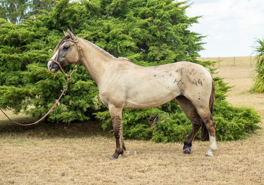Lote DORMILONA TROPILLERA