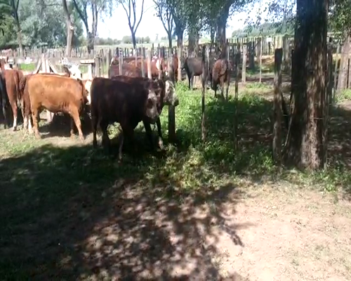 Lote 35 Vaquillonas en Gral. Lamadrid, Buenos Aires
