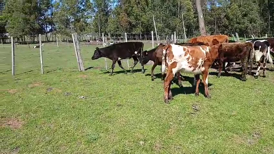 Lote 14 Terneras a remate en Pantalla Camy, San José