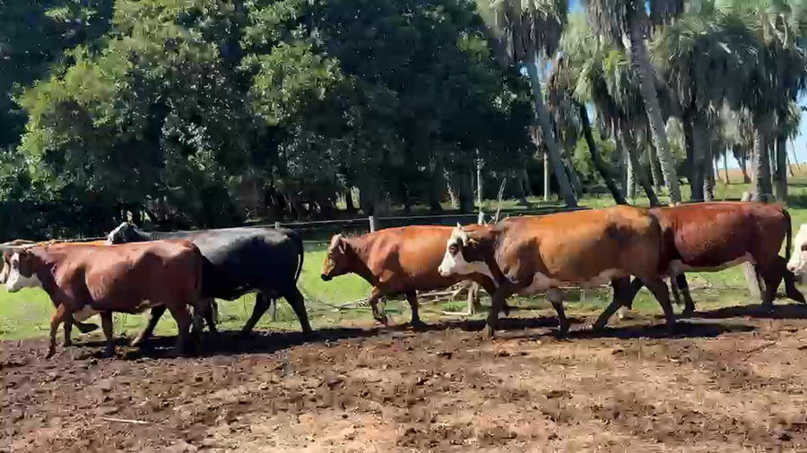 Lote 50 Vacas faena UE