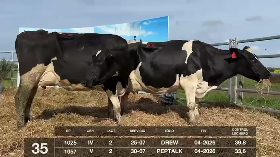 Lote VACAS EN PRODUCCIÓN PREÑADAS