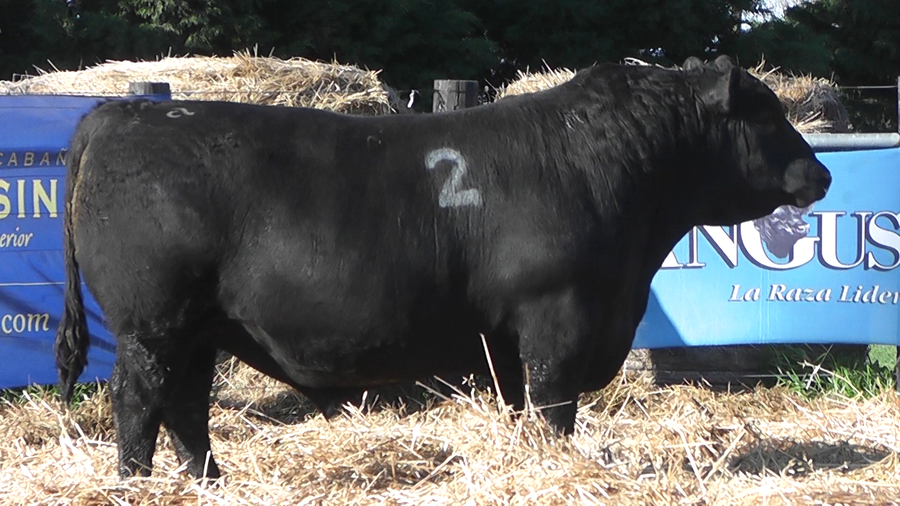 Lote TOROS ANGUS PURO CONTROLADO