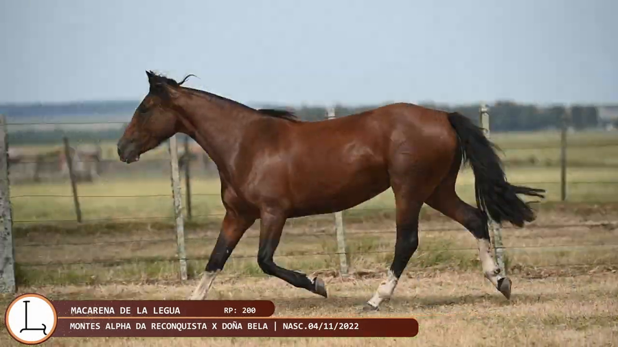 Lote Macarena de la Legua