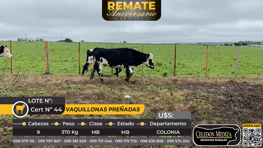 Lote 9 Vaquillonas Preñadas en Colonia
