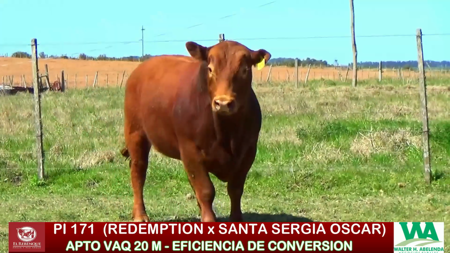 Lote Toros a remate en ANGUS EL REBENQUE, Florida