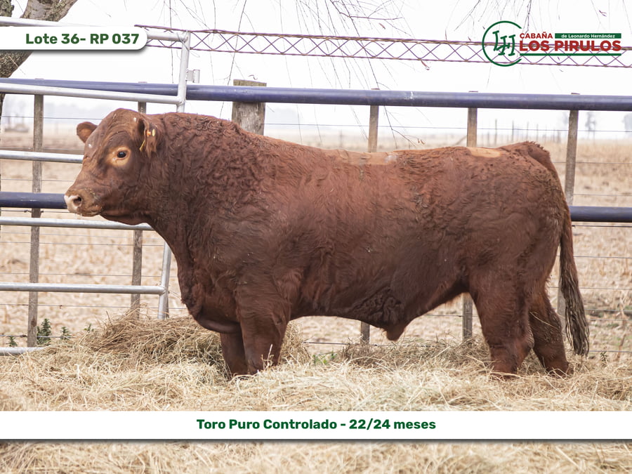 Lote TOROS PUROS CONTROLADOS - 22/24 meses