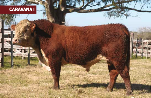 Lote PIQUILLIN REVOLUTION 150