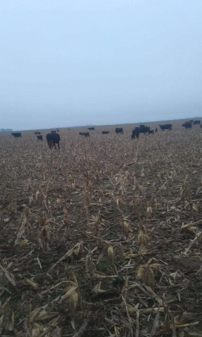 Lote 70 Terneros en Gral. Lamadrid, Buenos Aires