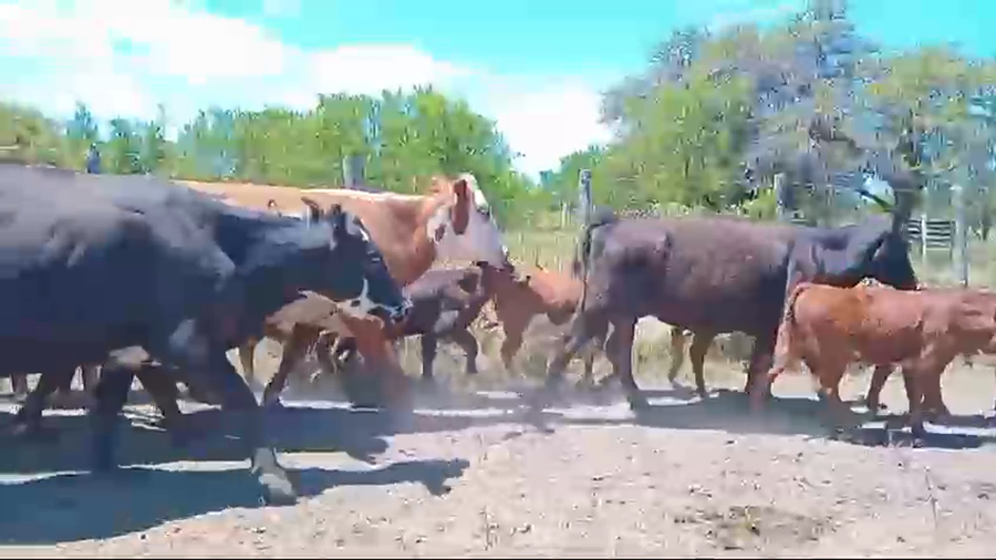 Lote 36 Vacas medio uso C/ cria en Corrientes, Curuzú-Cuatiá