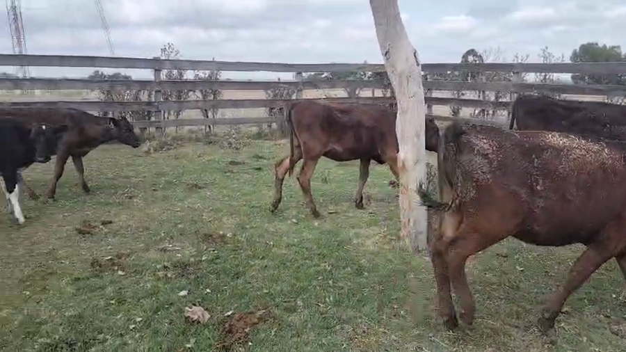 Lote 10 Terneras 150kg - , San José