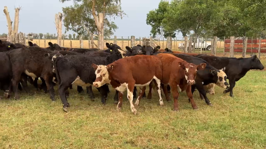 Lote 37 Terneros/as