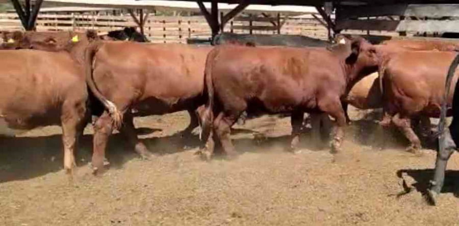 Lote 44 Vaquilla Gorda en Los Ángeles, VIII Región Biobío