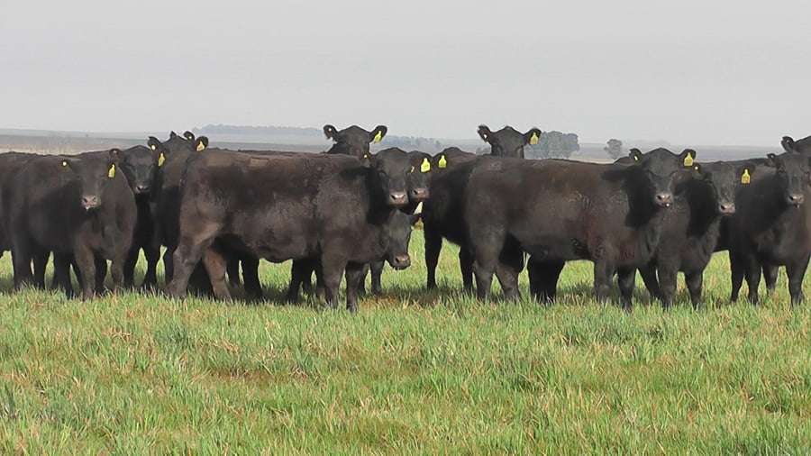 Lote VAQ.  ANGUS NEGRAS P. CONTROLADAS  PARICIÓN DE OTOÑO
