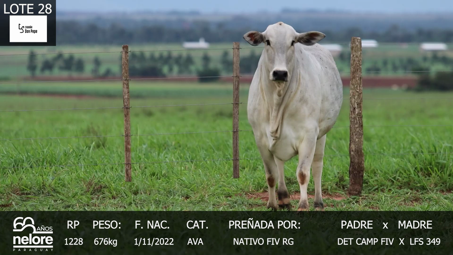 Lote LOTE 28