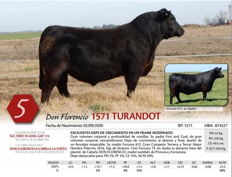 Lote TORO