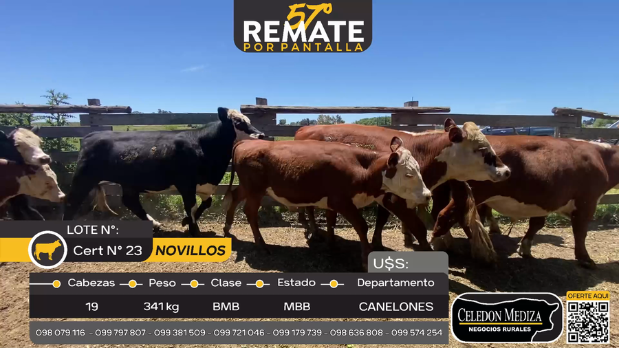 Lote 19 Novillos en Otra Localidad, Canelones