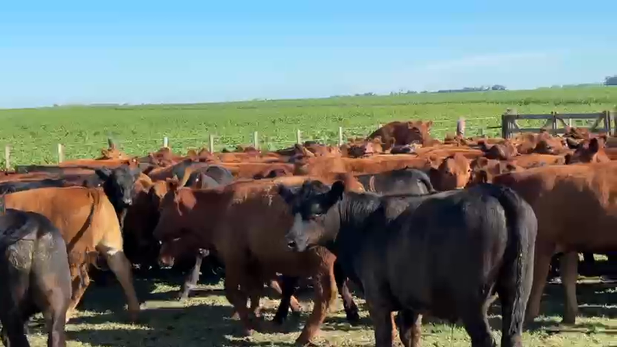 Lote 166 Novillitos en Pehuajó