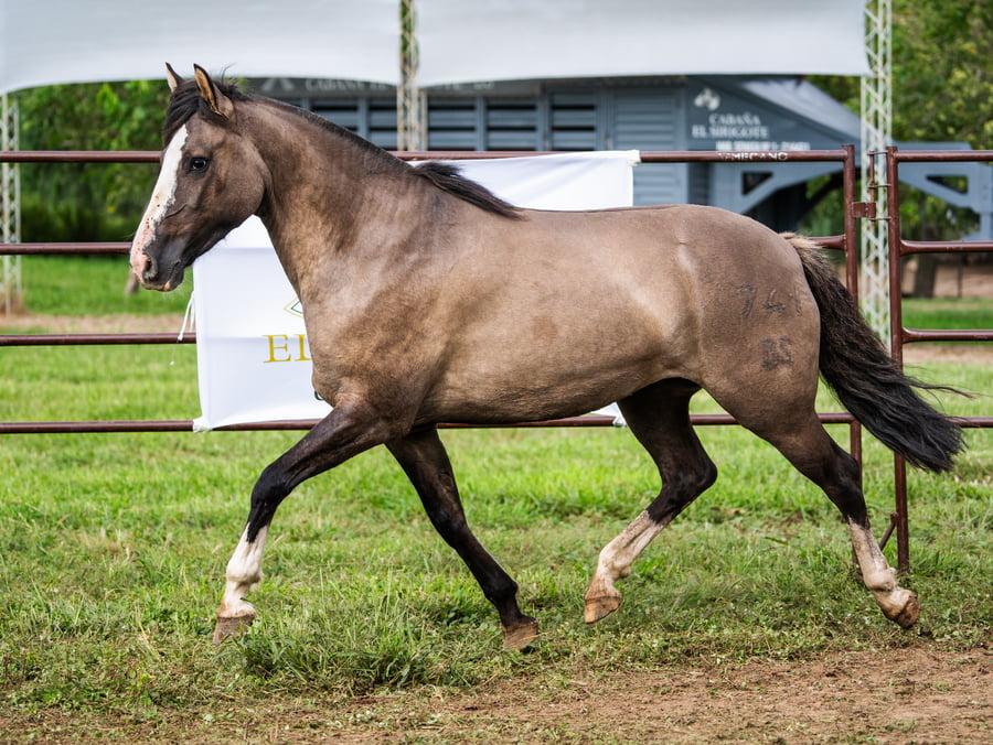 Lote SIRIGOTE HORNALLA
