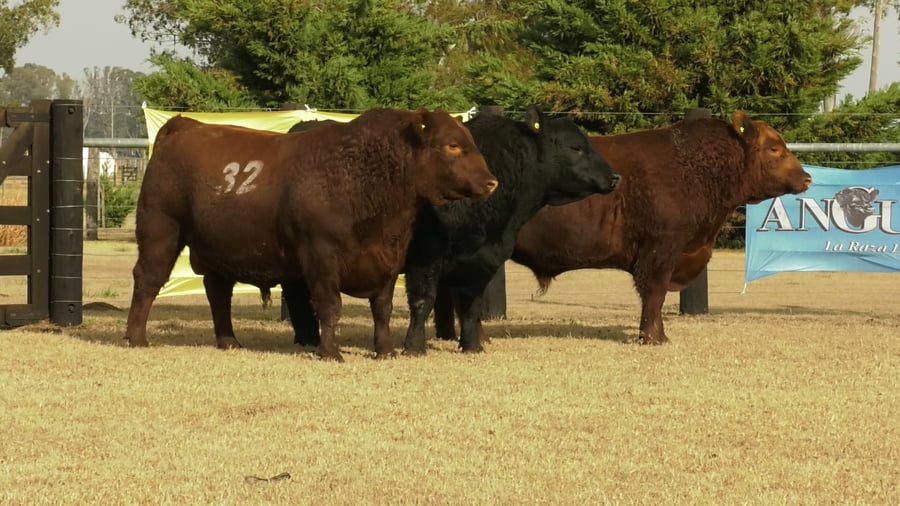 Lote TOROS ANGUS PUROS CONTROLADOS